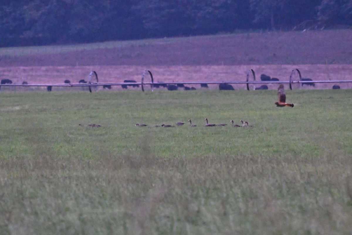 Greater White-fronted Goose (Western) - ML623972611