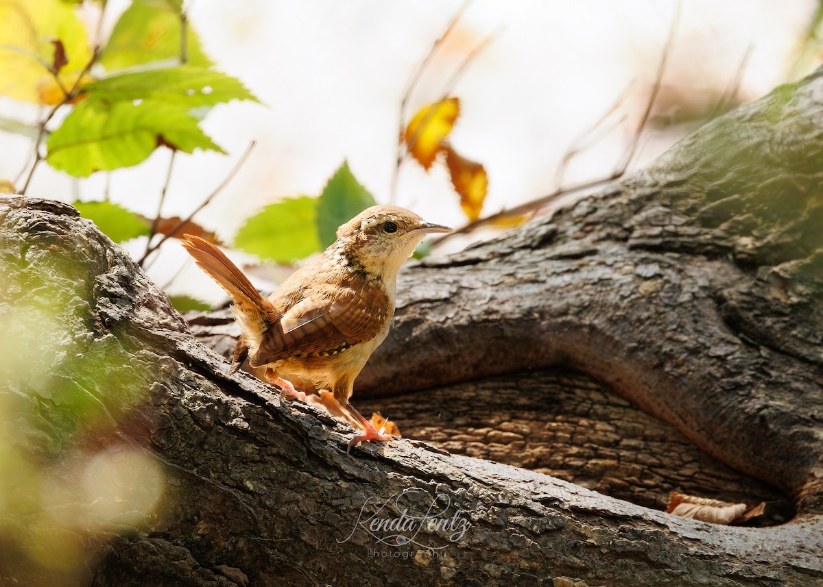 Carolina Wren - ML623972614