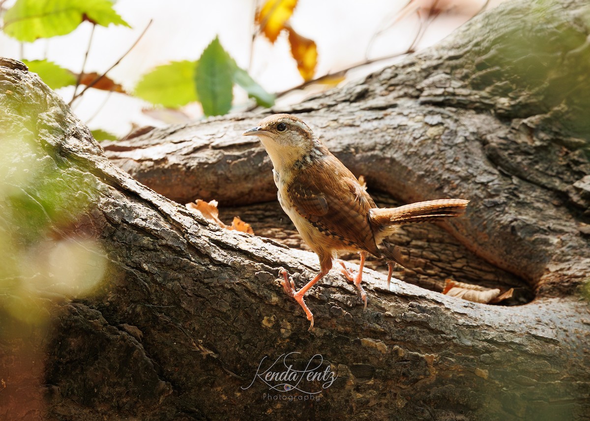 Carolina Wren - ML623972615