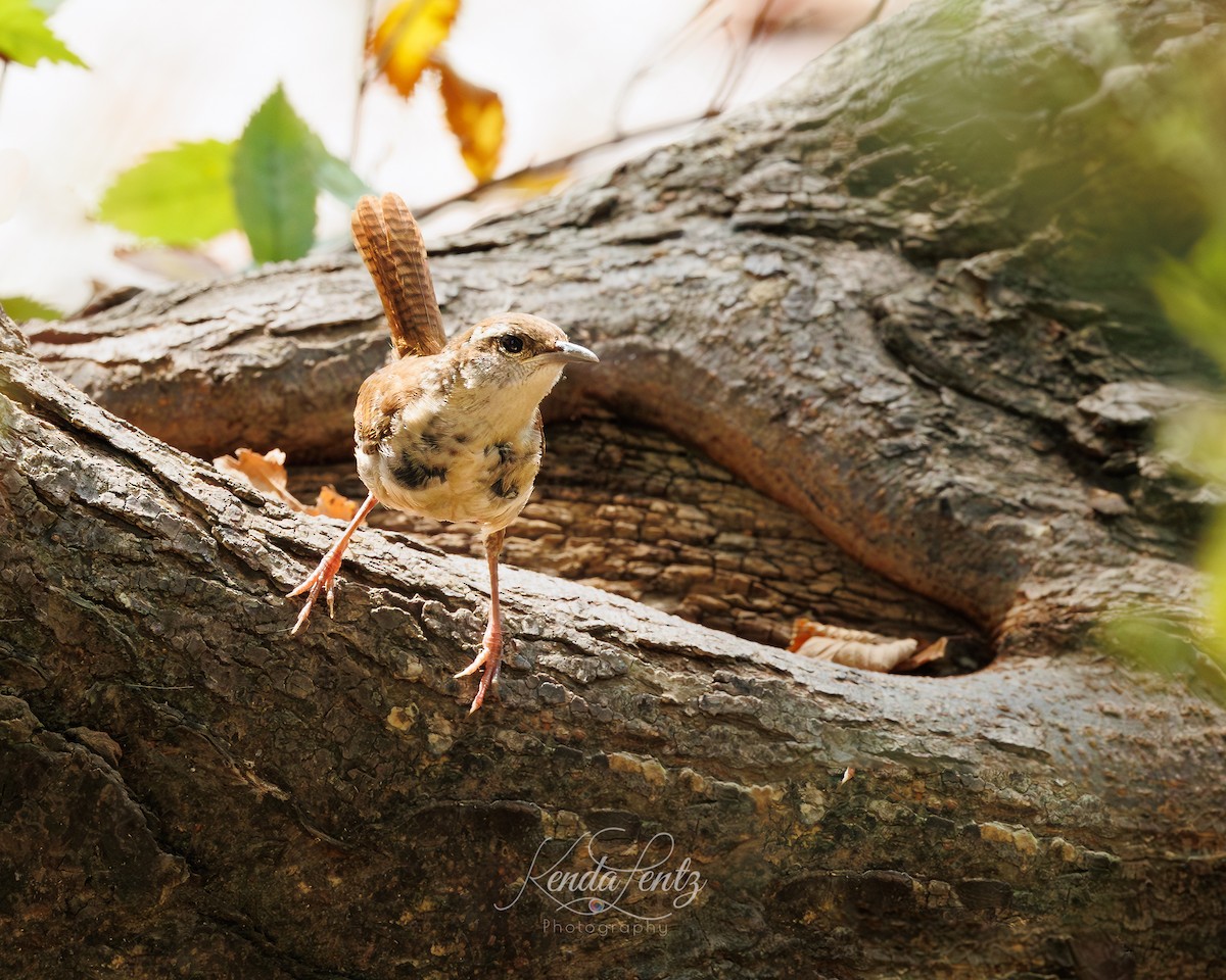 Carolina Wren - Kenda Lentz