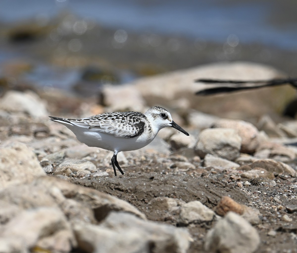 Sanderling - ML623972628