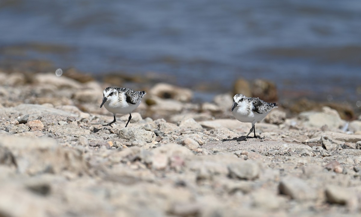 Sanderling - Ronnie Reed