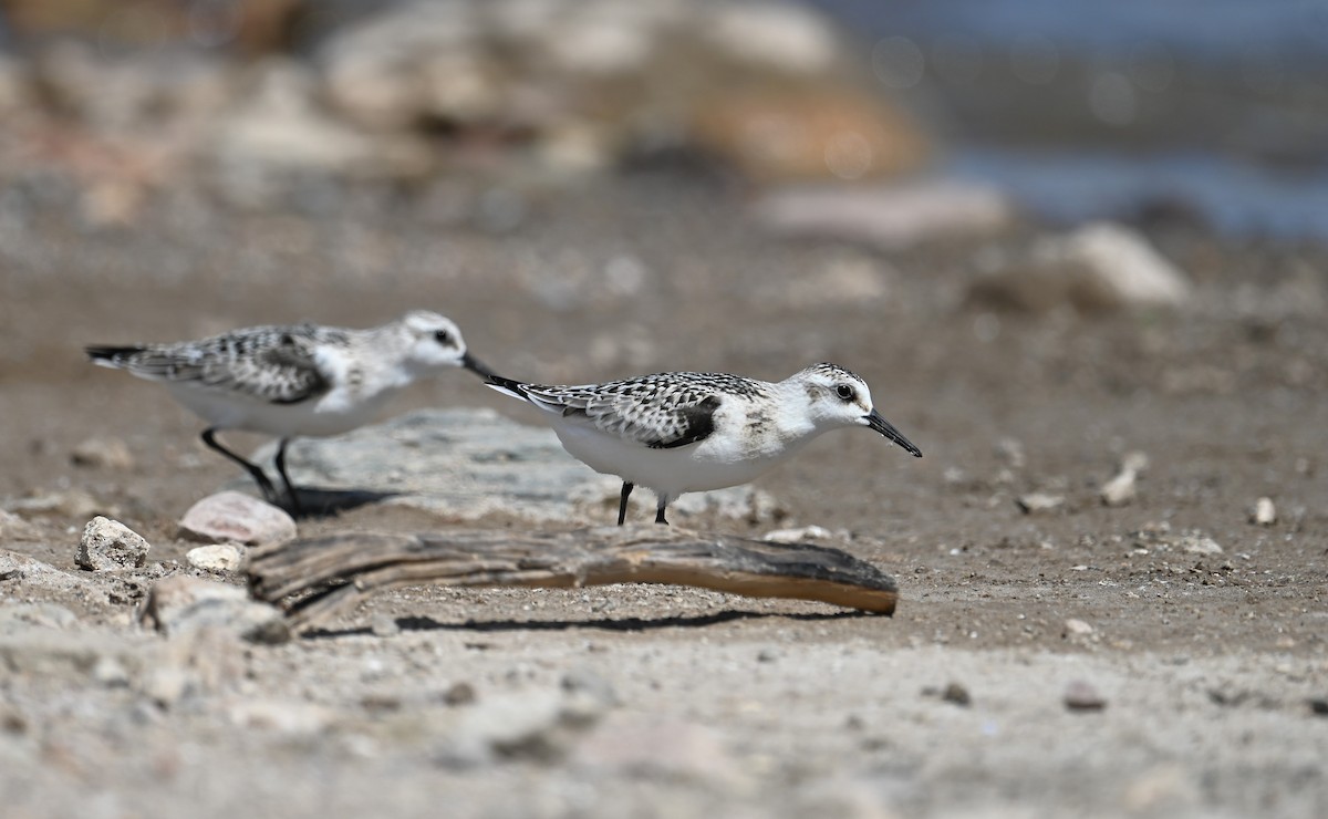 Sanderling - ML623972630