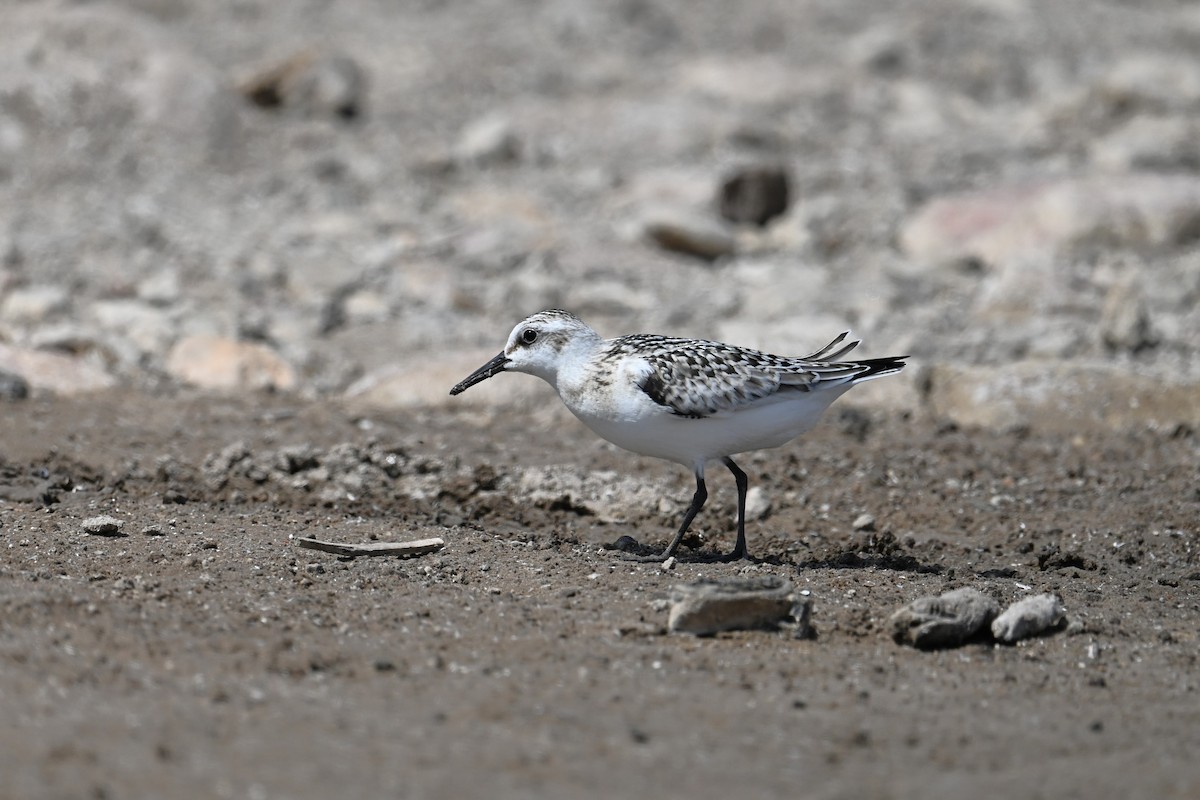 Sanderling - ML623972631