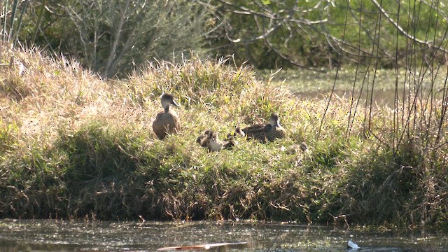 ハイイロコガモ - ML623972633