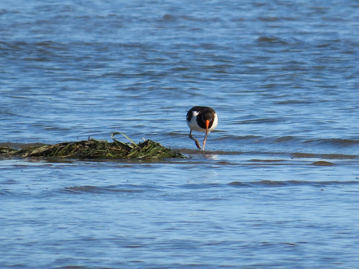 Eurasian Oystercatcher - ML623972635