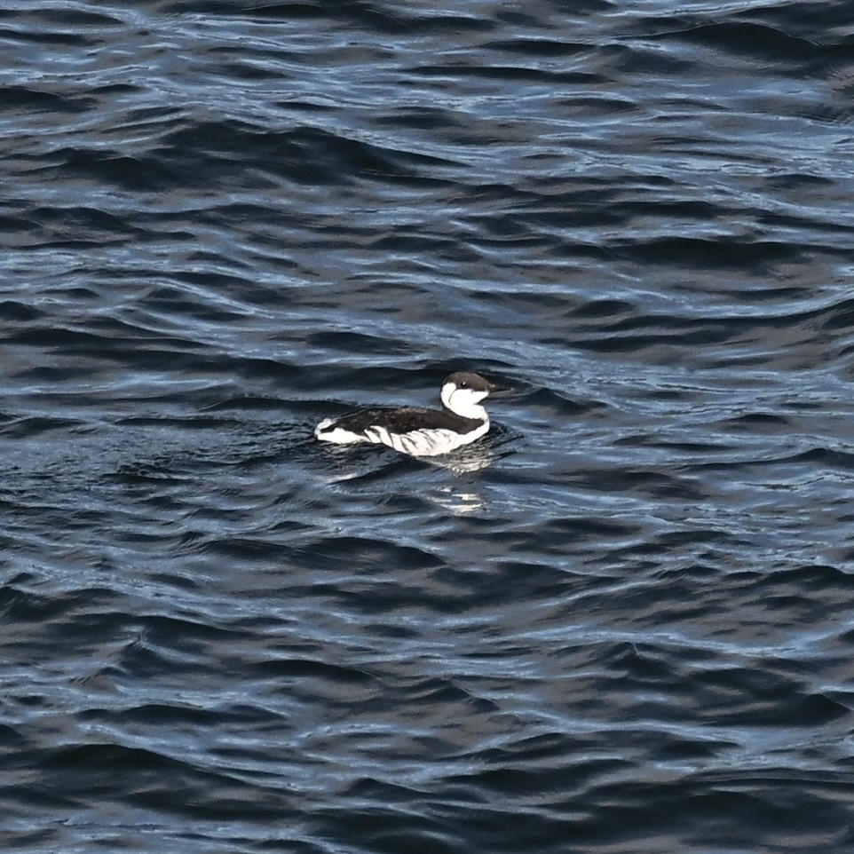 Common Murre - ML623972639