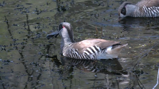 Pink-eared Duck - ML623972641