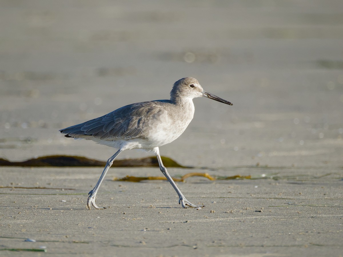 Willet - ML623972643