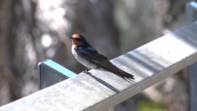 Golondrina Australiana - ML623972644