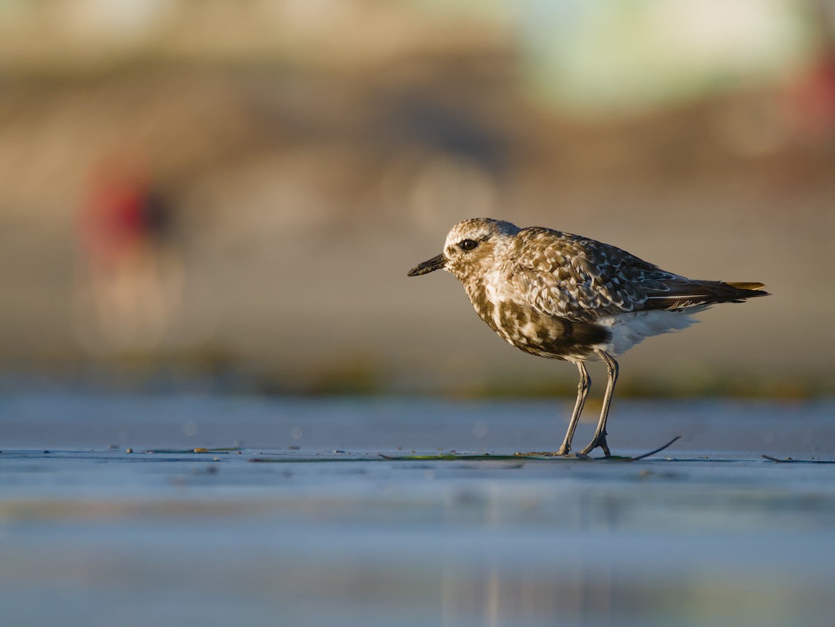 Black-bellied Plover - ML623972648