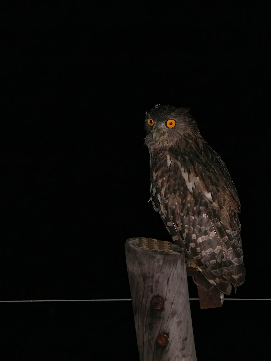 Brown Fish-Owl - ML623972662