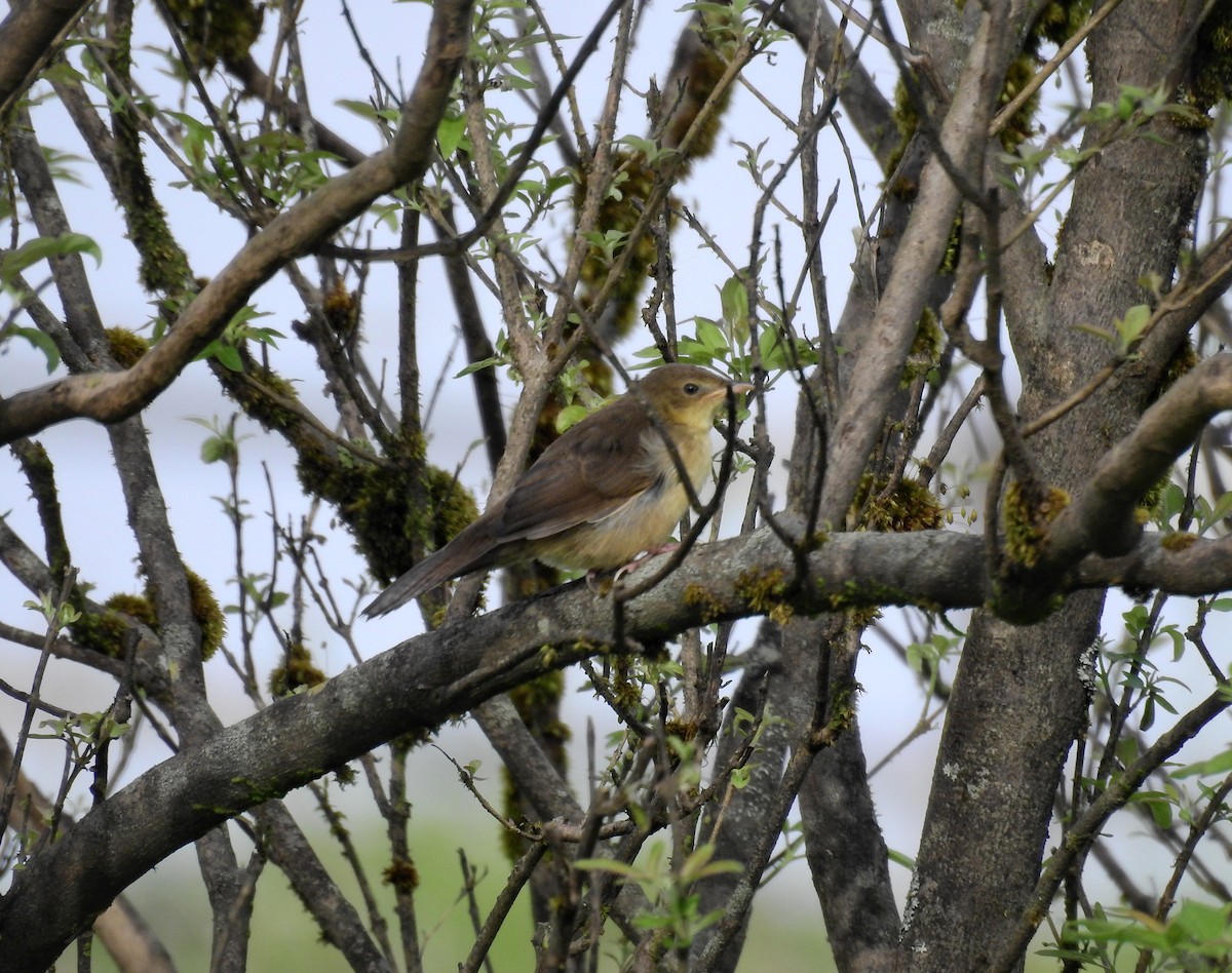 Broad-tailed Grassbird - ML623972664