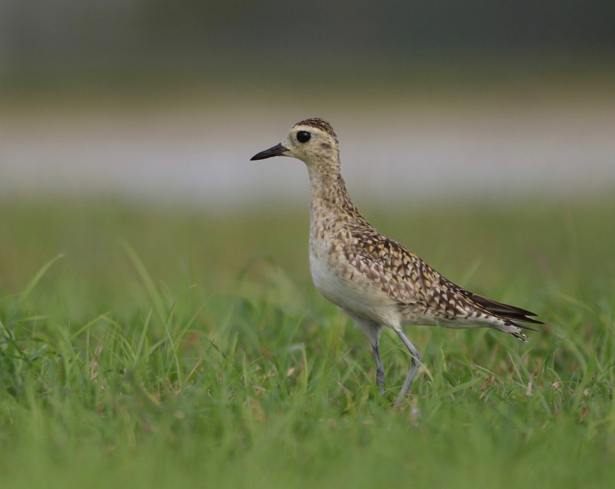 Pacific Golden-Plover - ML623972678