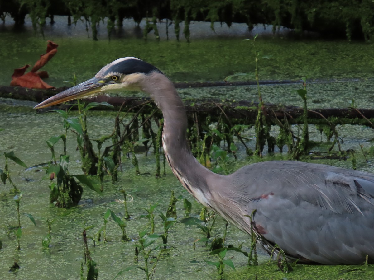 Great Blue Heron (Great Blue) - ML623972680