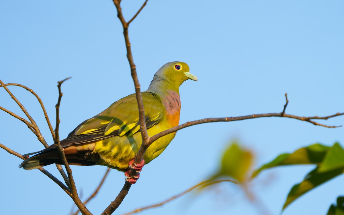 Orange-breasted Green-Pigeon - Edmond Sham