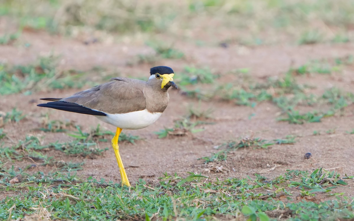 Yellow-wattled Lapwing - ML623972686