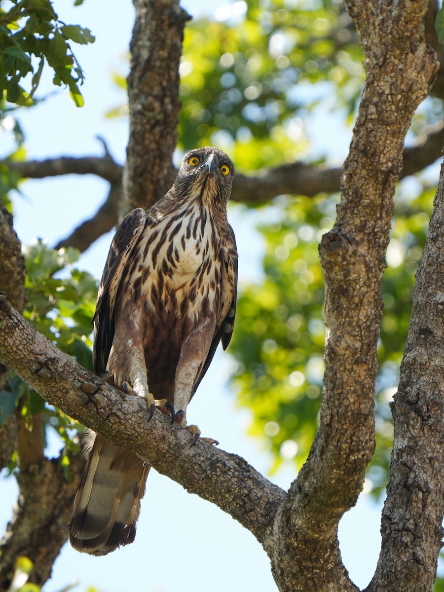 Changeable Hawk-Eagle - Edmond Sham