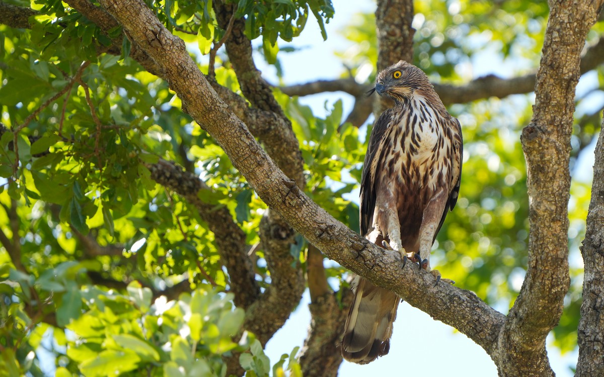 Changeable Hawk-Eagle - ML623972694