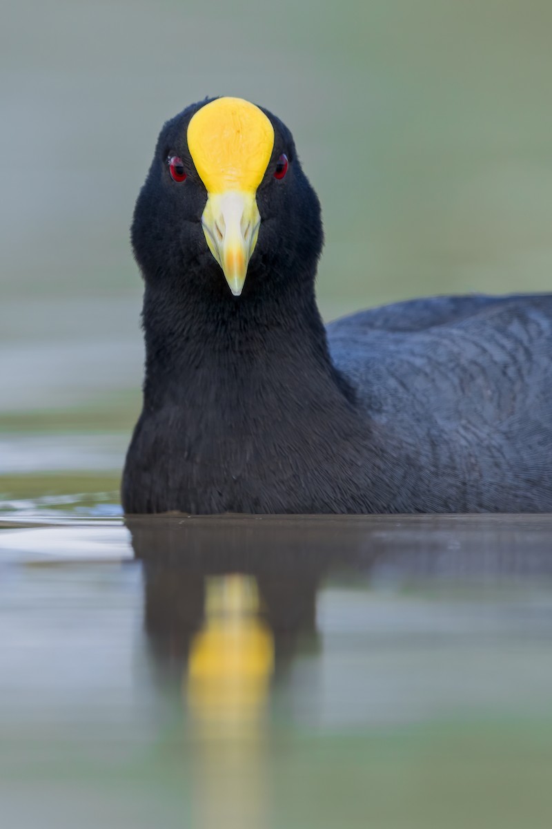 White-winged Coot - ML623972703