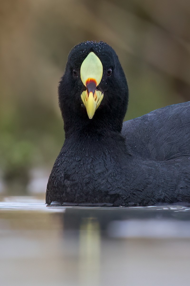 Red-gartered Coot - ML623972713
