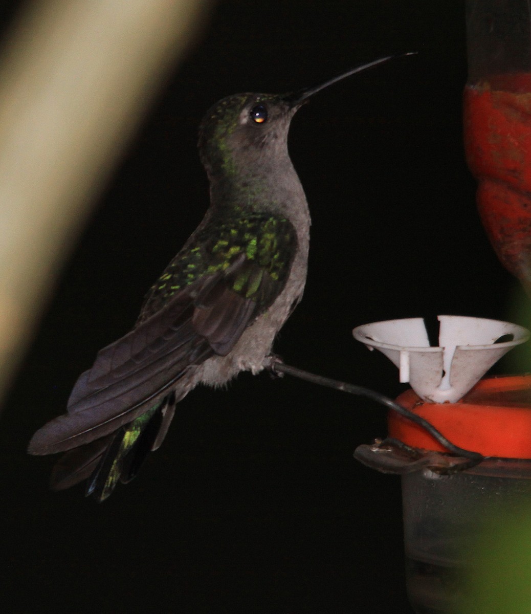 Gray-breasted Sabrewing - Neil Osborne