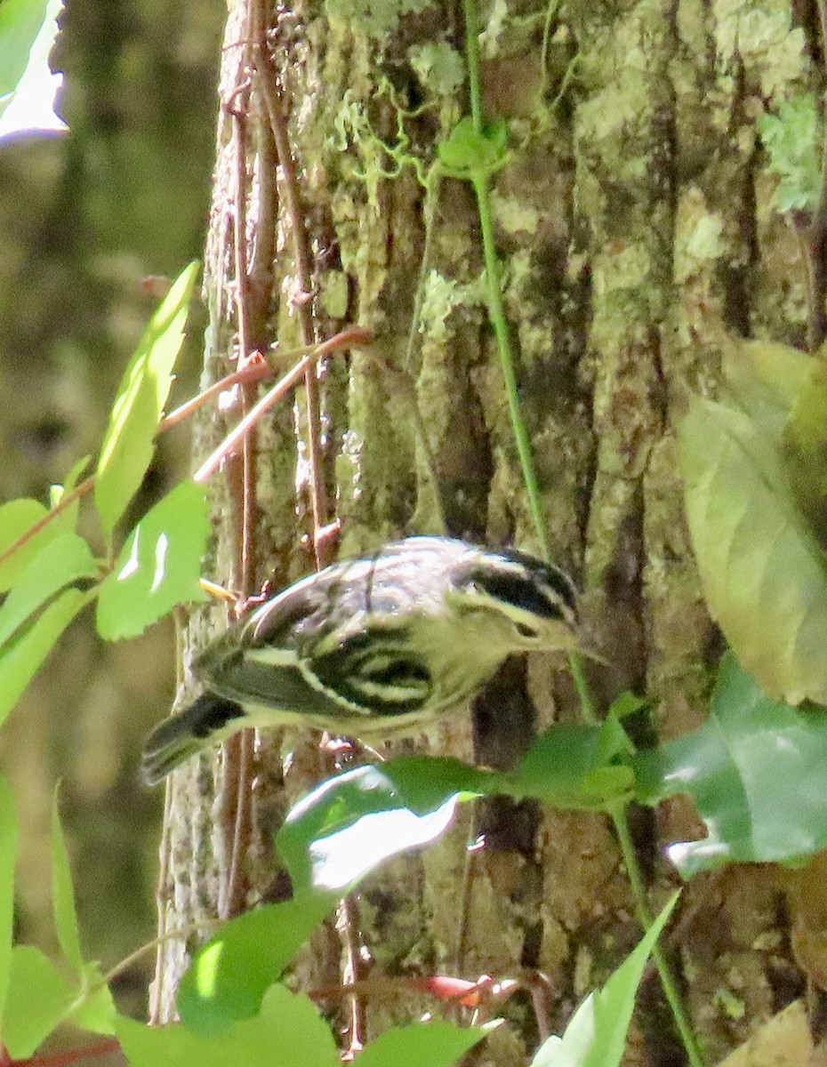 Black-and-white Warbler - ML623972733