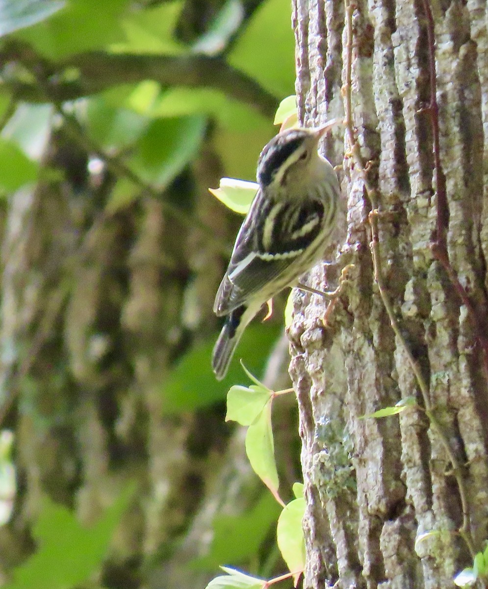 Black-and-white Warbler - ML623972734