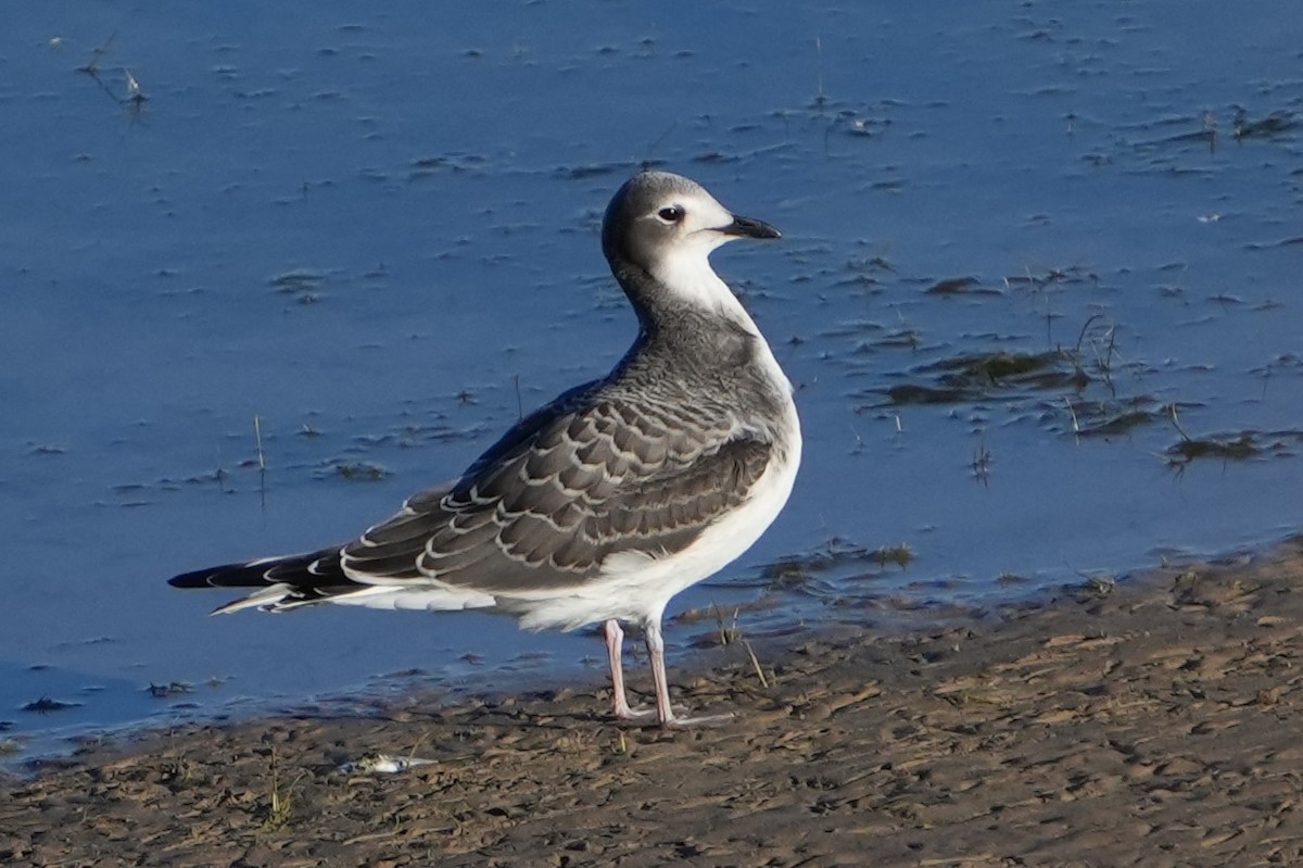 Sabine's Gull - ML623972735