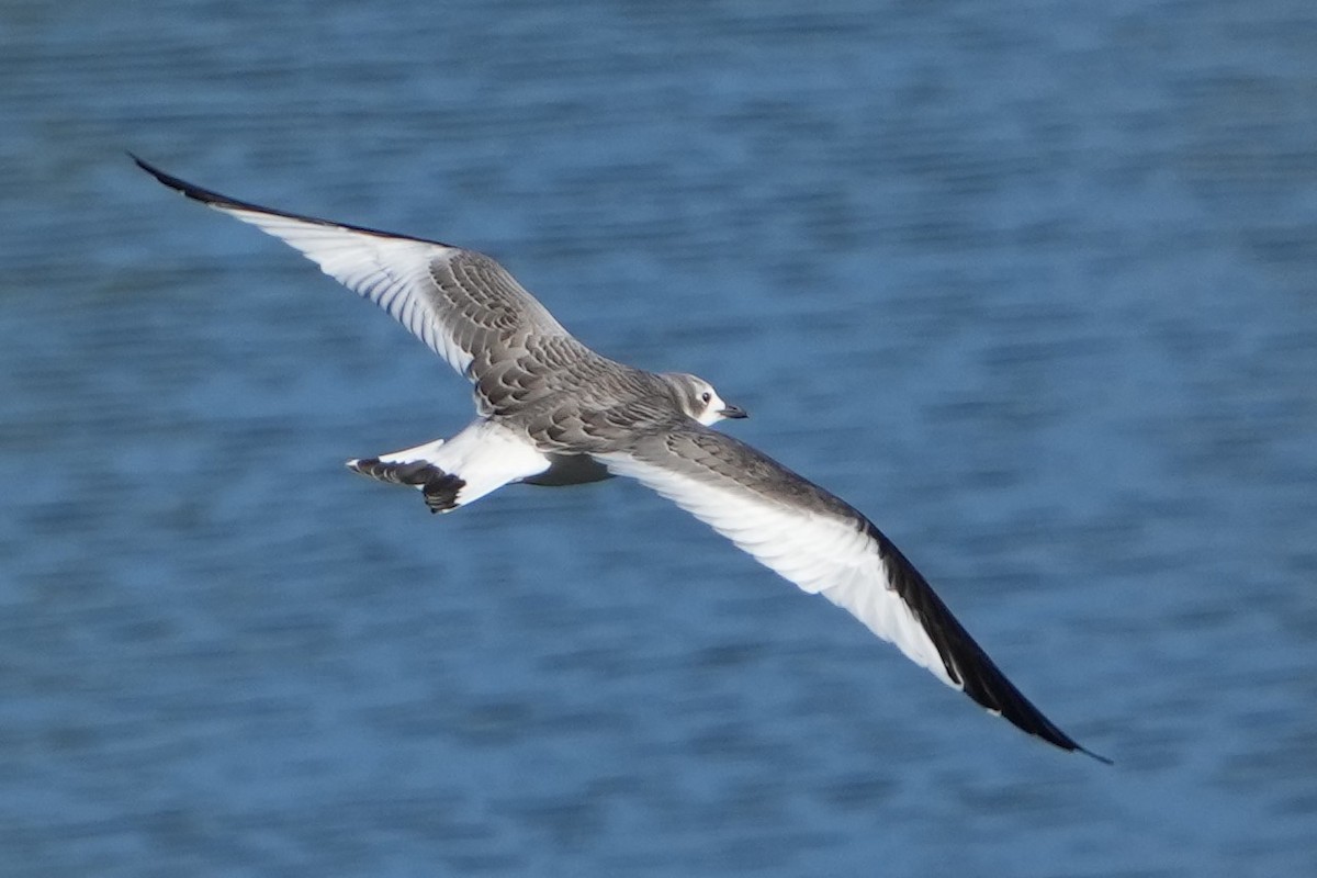 Sabine's Gull - ML623972736