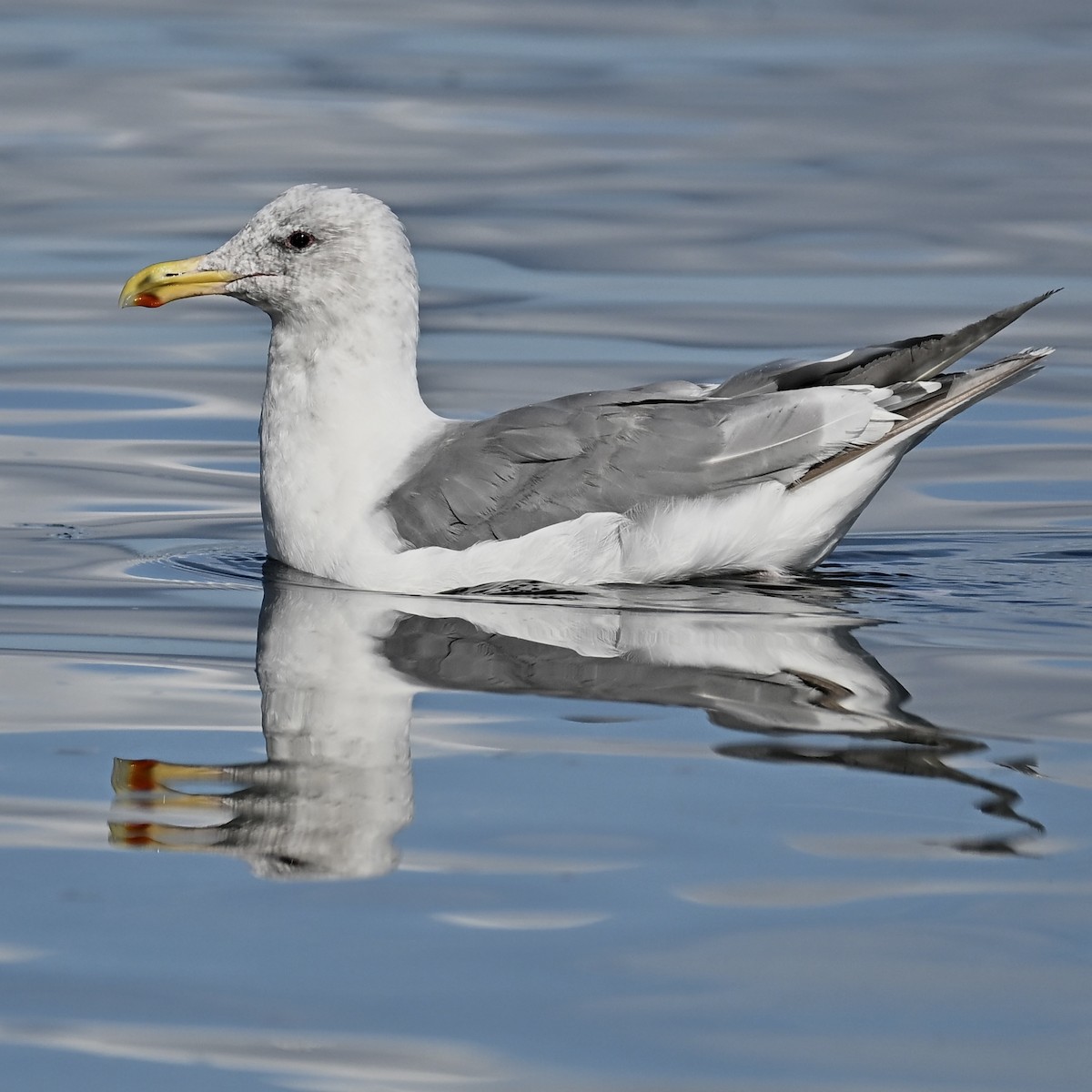 California Gull - ML623972744