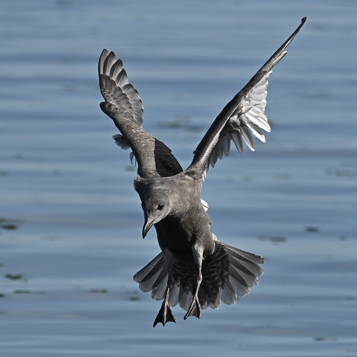 Glaucous-winged Gull - Paul Clarke