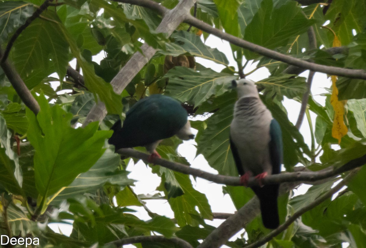 Spice Imperial-Pigeon - ML623972751