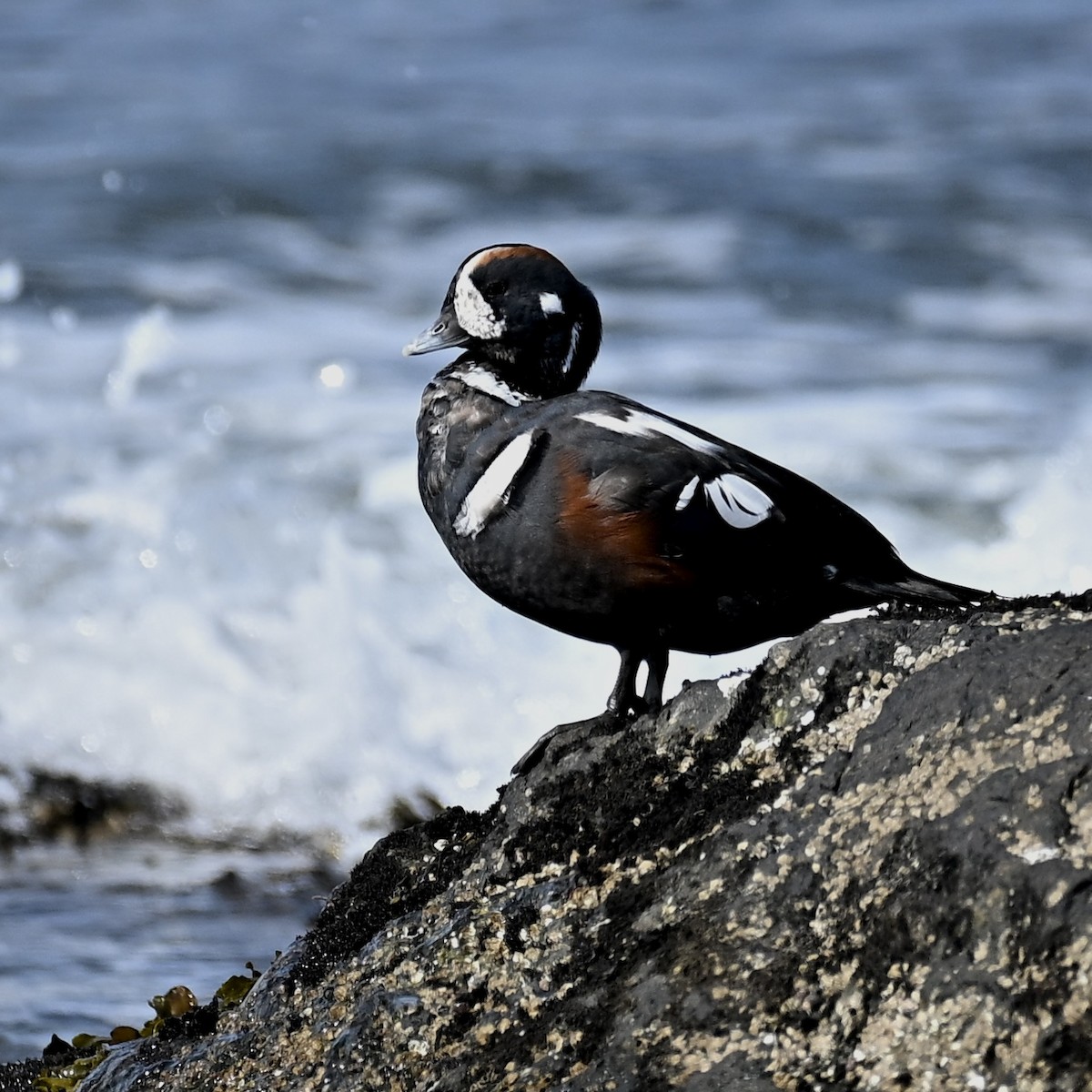 Harlequin Duck - ML623972755