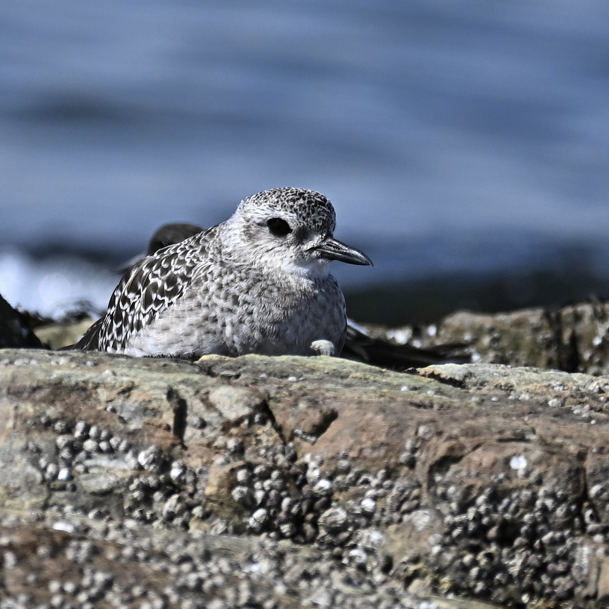 Black-bellied Plover - Paul Clarke