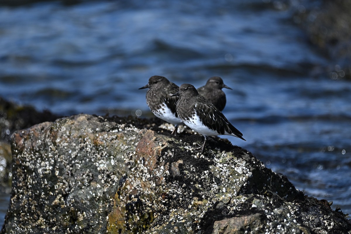 Black Turnstone - ML623972762