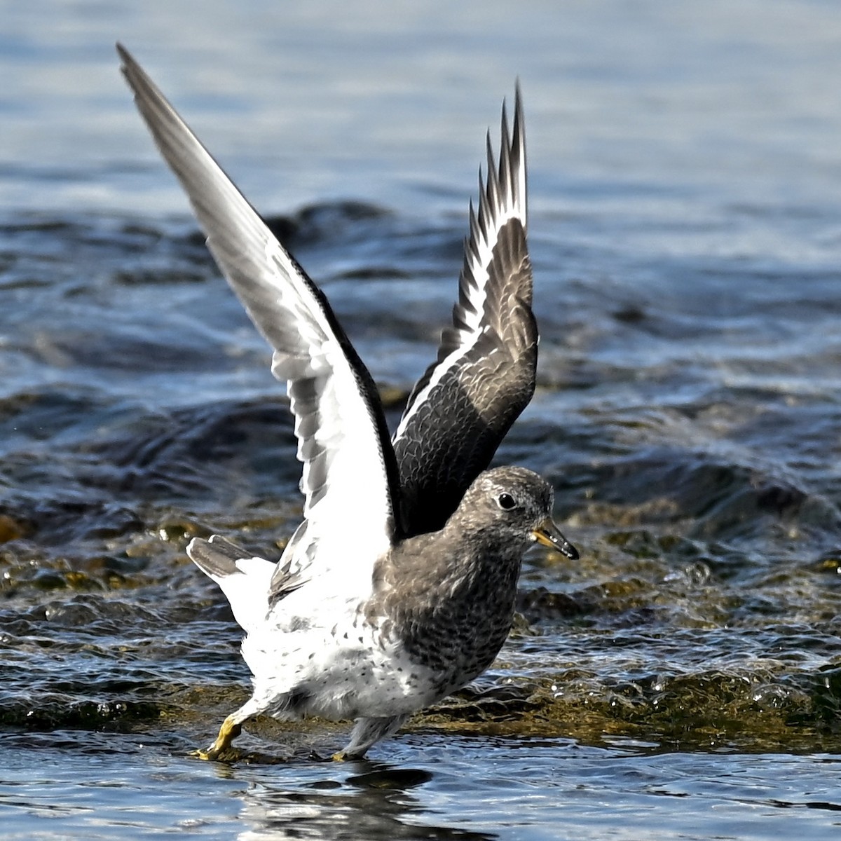 Surfbird - ML623972766