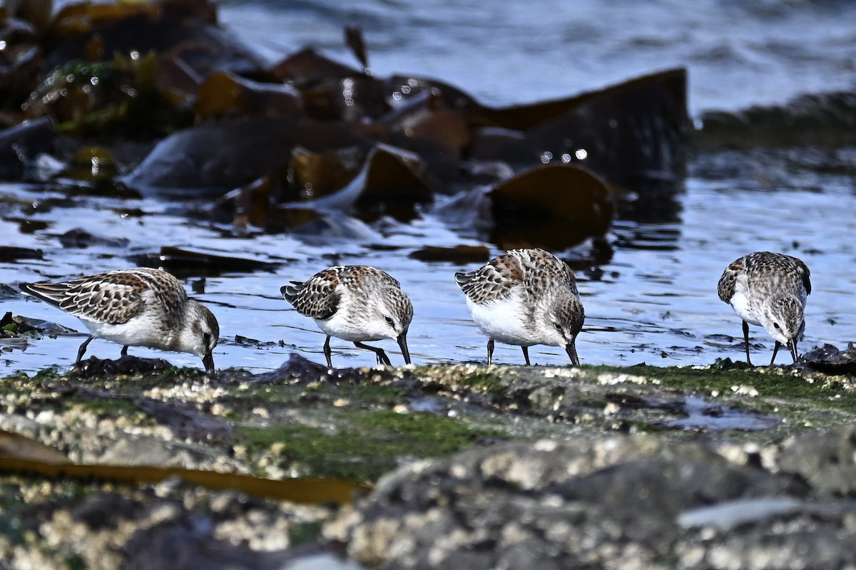 Western Sandpiper - ML623972767