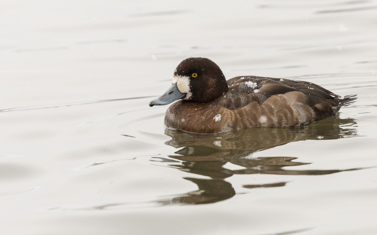 Greater Scaup - Serge Horellou