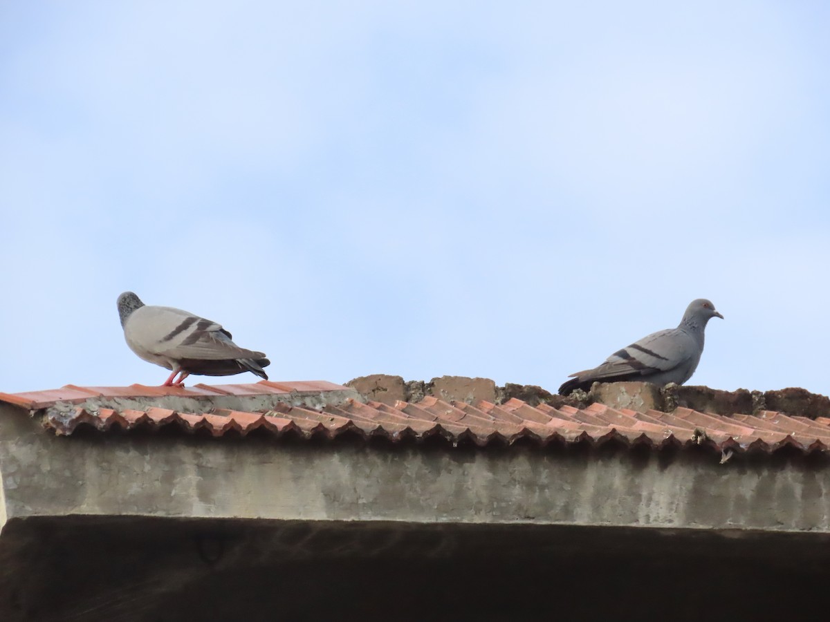 Rock Pigeon (Feral Pigeon) - ML623972780