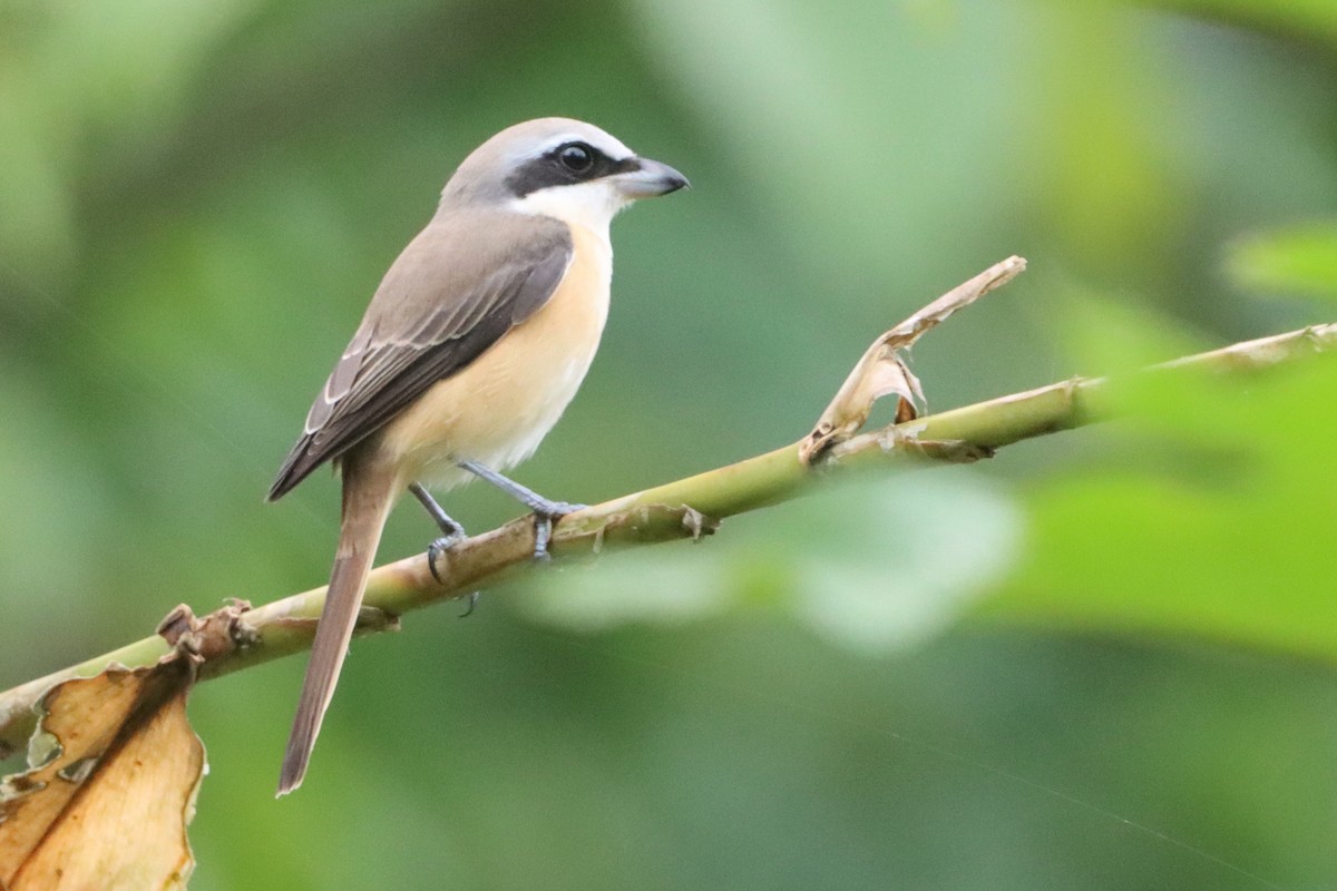 Brown Shrike (Philippine) - ML623972781