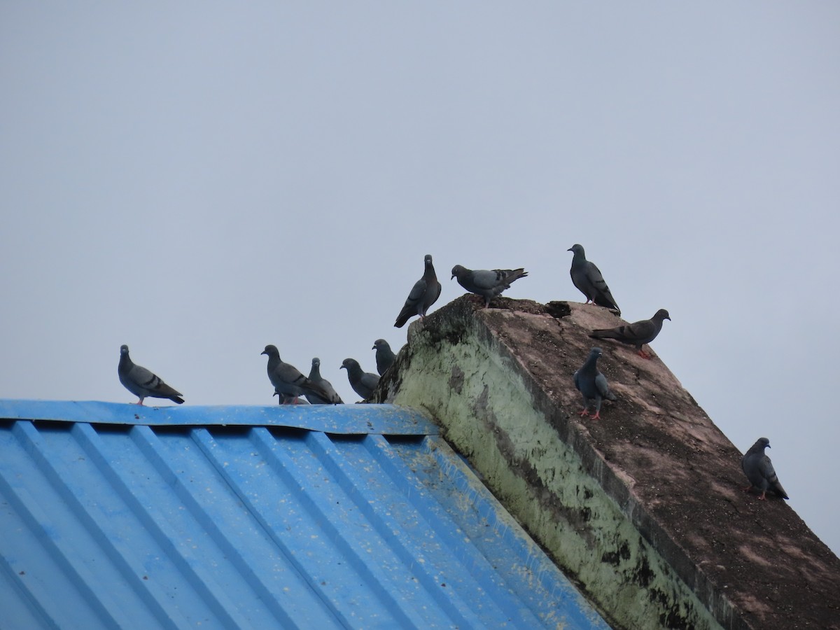 Rock Pigeon (Feral Pigeon) - ML623972784