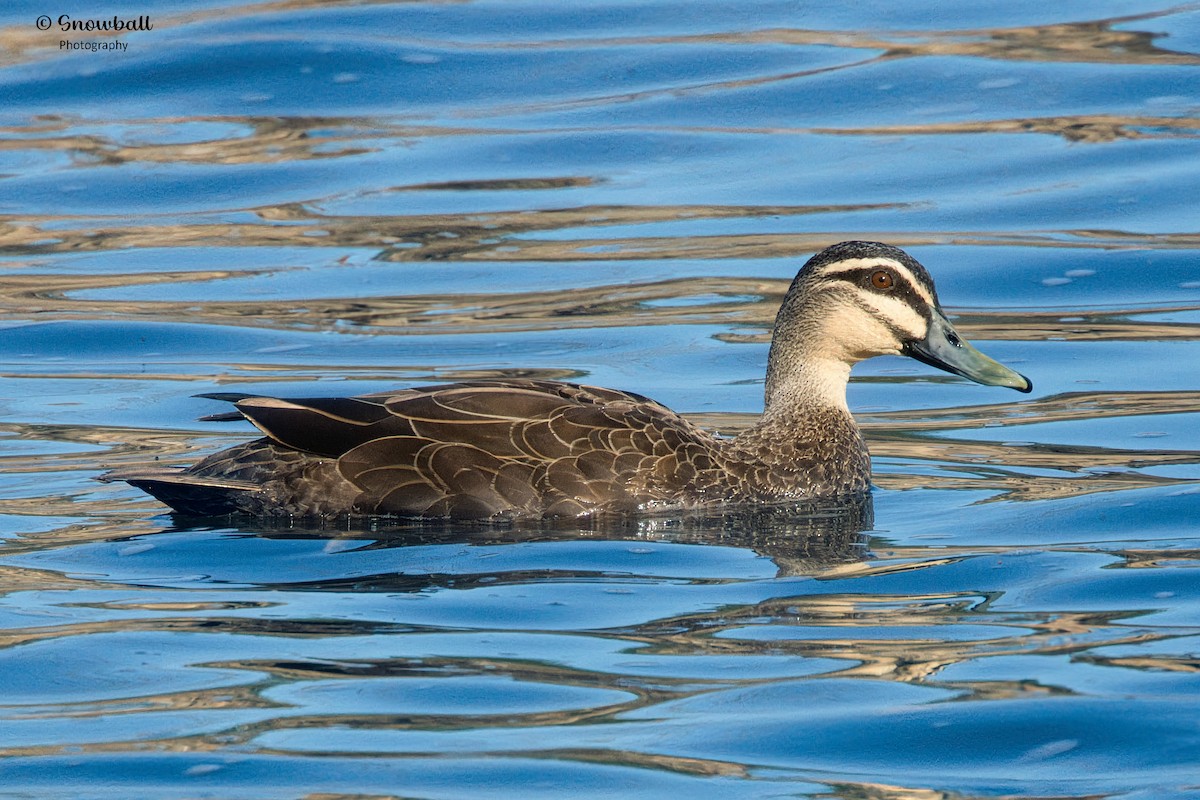 Pacific Black Duck - ML623972807