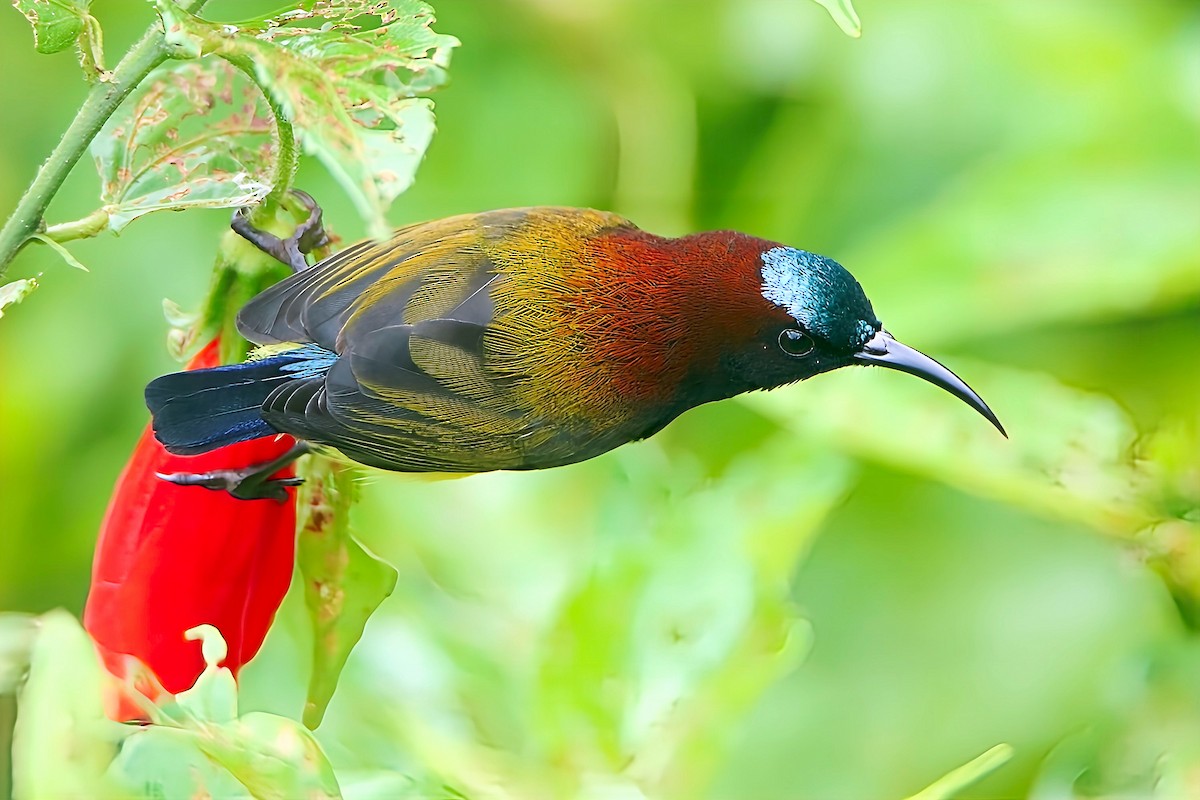 Maroon-naped Sunbird - ML623972826