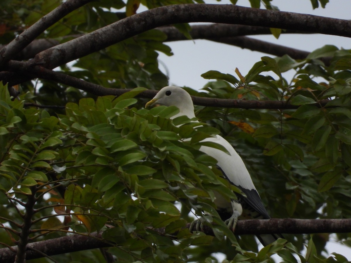 Torresian Imperial-Pigeon - ML623972867