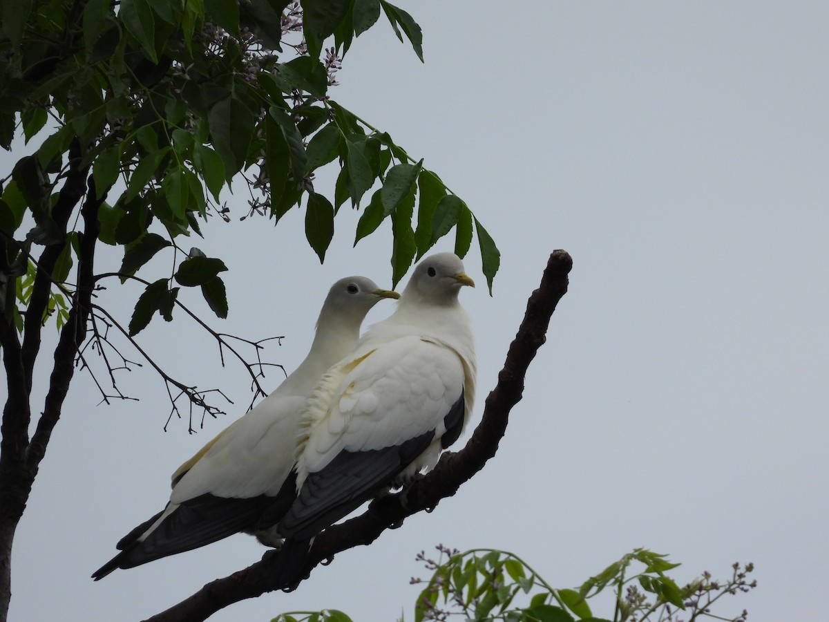 Torresian Imperial-Pigeon - ML623972868