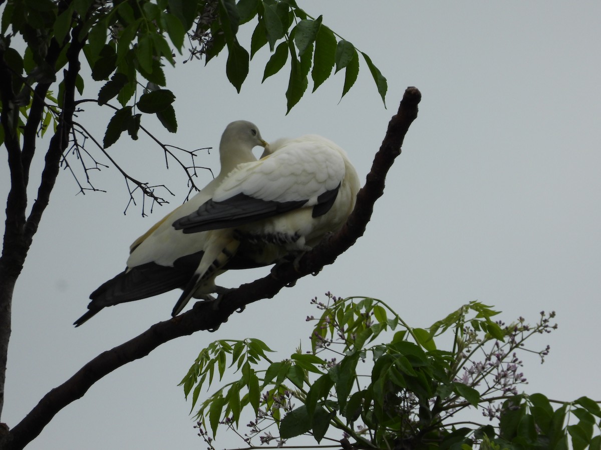 Torresian Imperial-Pigeon - ML623972870