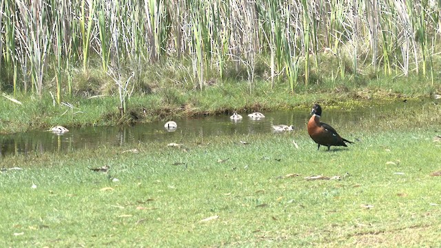 Australian Shelduck - ML623972873