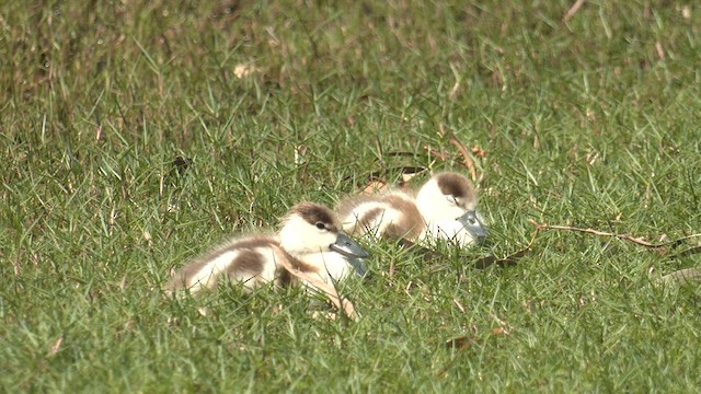 Australian Shelduck - ML623972874