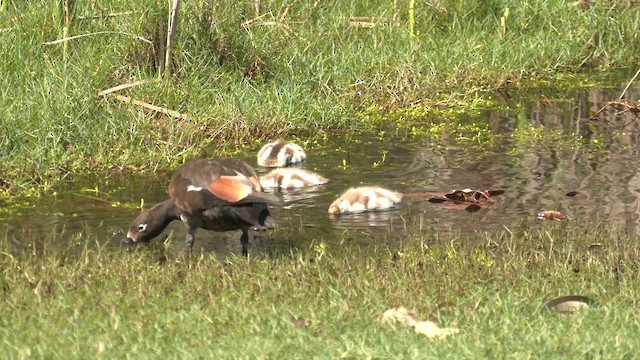 Australian Shelduck - ML623972876